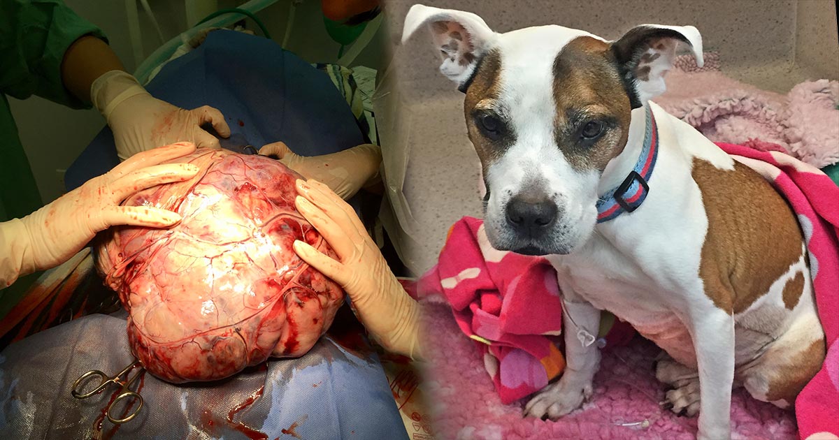 Two vets were required to remove the tumour due to its size. Right, Joey in recovery.