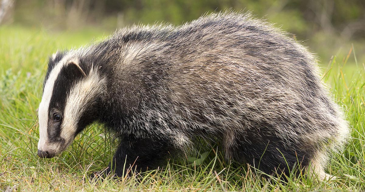 badger-side-view