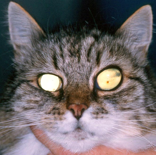 Figures 2a. Ocular target organ damage in cats with hypertension. Cats often present with sudden blindness and widely dilated pupils when complete retinal detachment has occurred in both eyes. This could be avoided if the early signs of hypertensive retinopathy were spotted before complete detachment occurred. Early signs of hypertensive retinopathy include grey areas of protein insudation from blood vessels, variable calibre of these vessels and small haemorrhages. Areas of overtly detached retina radiate from the optic nerve, while the rest of the fundus has a reduced tapetal reflectivity as retinal oedema causes flat retinal detachment across the rest of the fundus, causing blindness. Image: David Williams