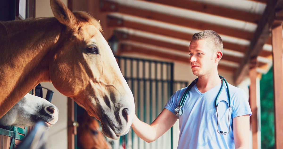 Equine vet