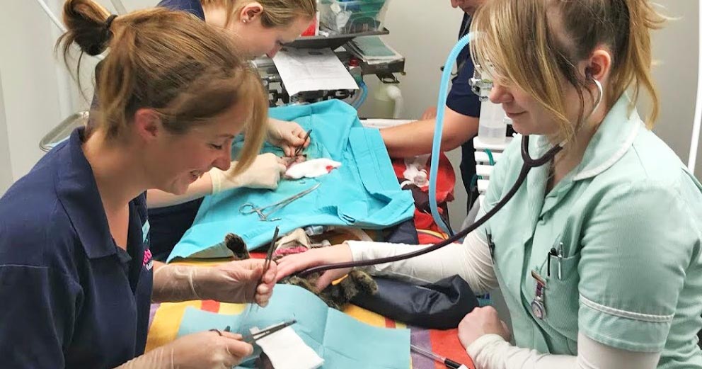 Neutering-Day