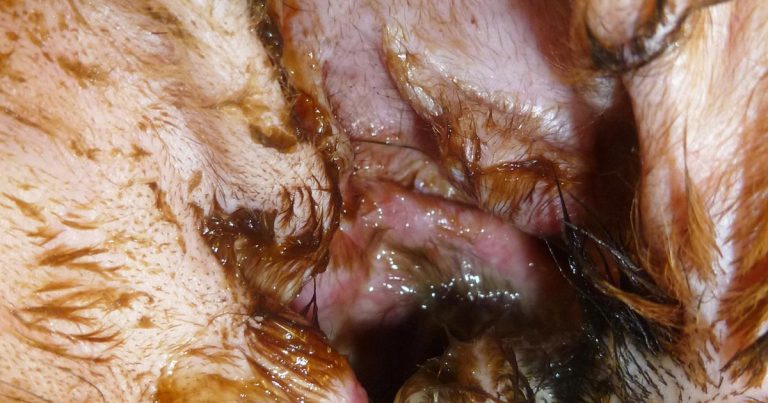 canine otitis externa treatment