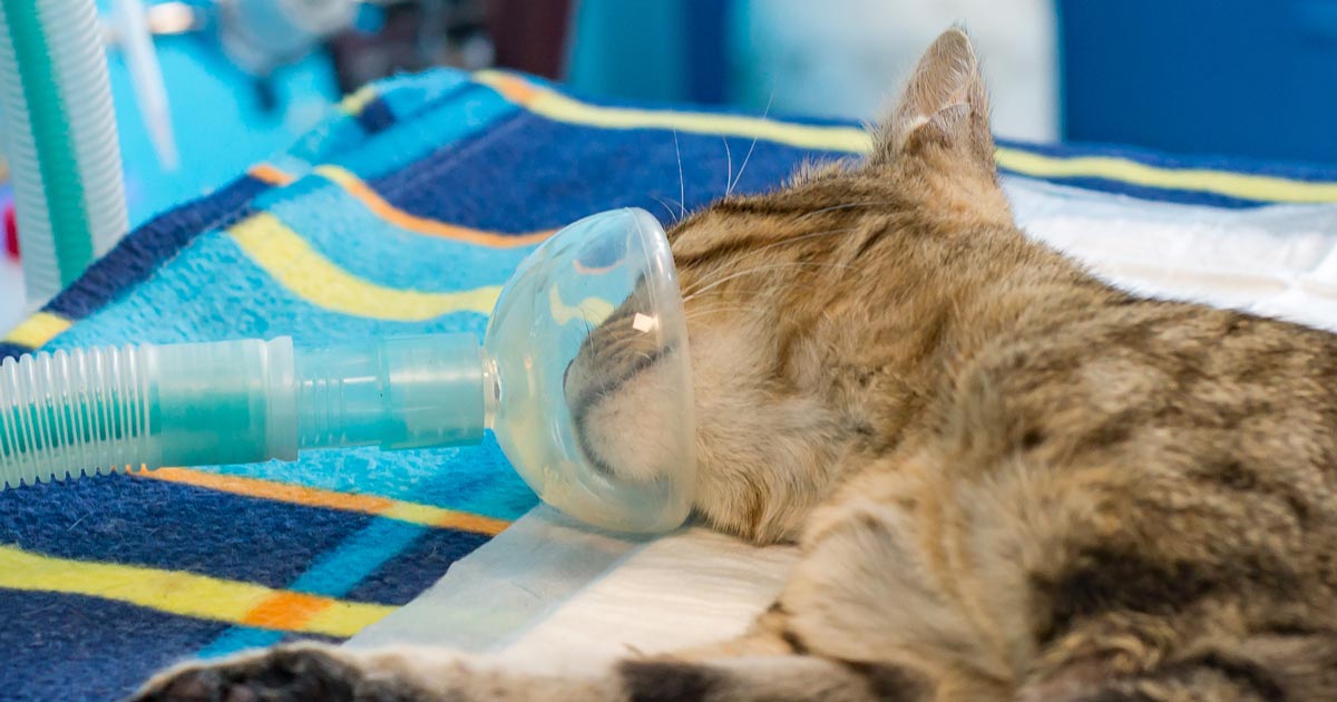 Cat-anaesthesia