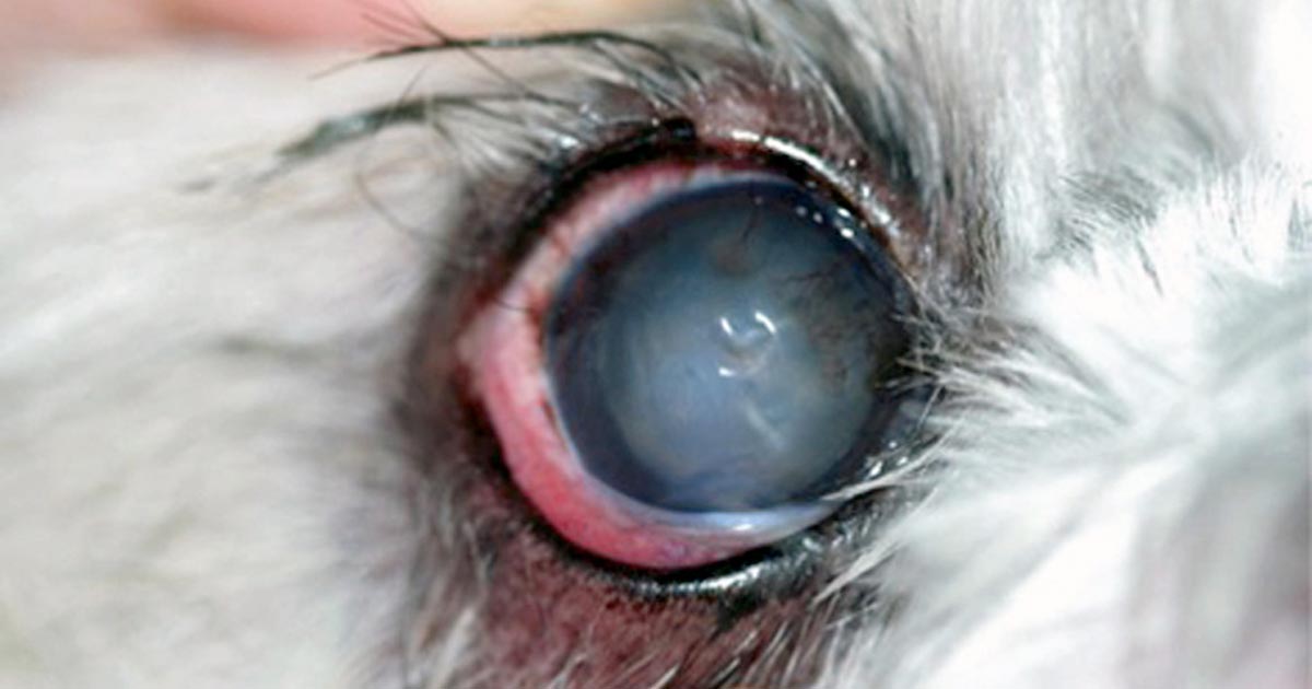 Figure 3. A central corneal defect affecting the right axial cornea extending approximately 30% deep into the corneal stroma and corneal vascularisation. Findings are consistent with tear film quality abnormality. Image: University of Saskatchewan Western College of Veterinary Medicine ophthalmology department