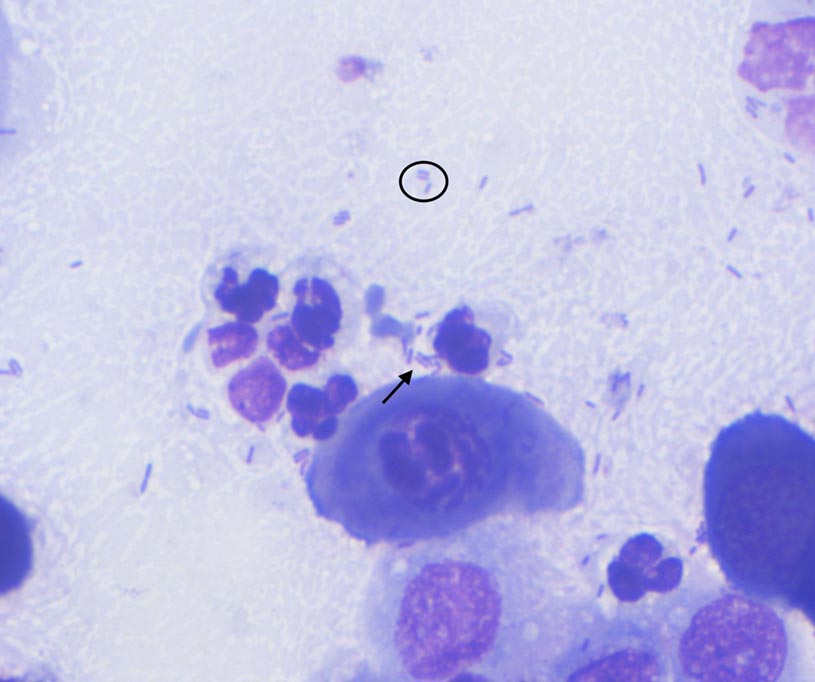 Figure 4. Pseudomonas aeruginosa. Gram-negative, rod-shaped bacterium. Image: Andra Enache, RVC ophthalmology department