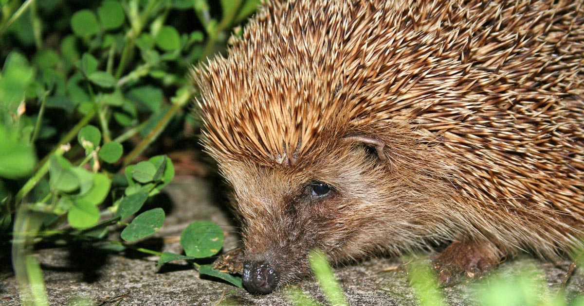 hedgehog