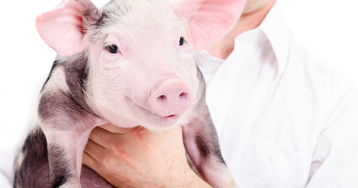 Piglet.