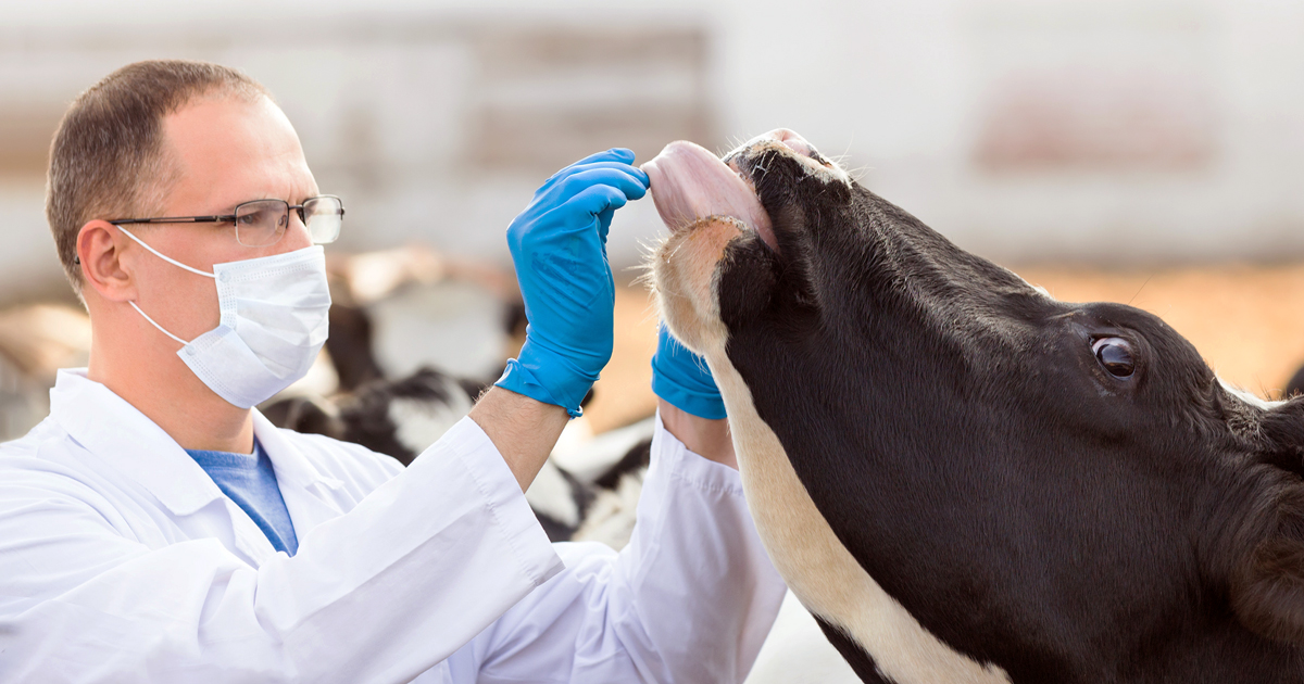Why am I a farm vet?