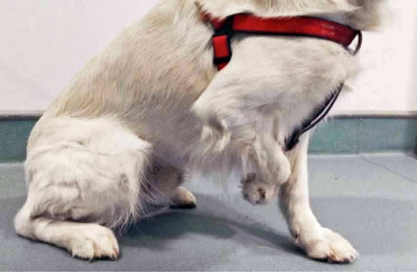 Deformed paw of canine patient. Image: CBM Medical.