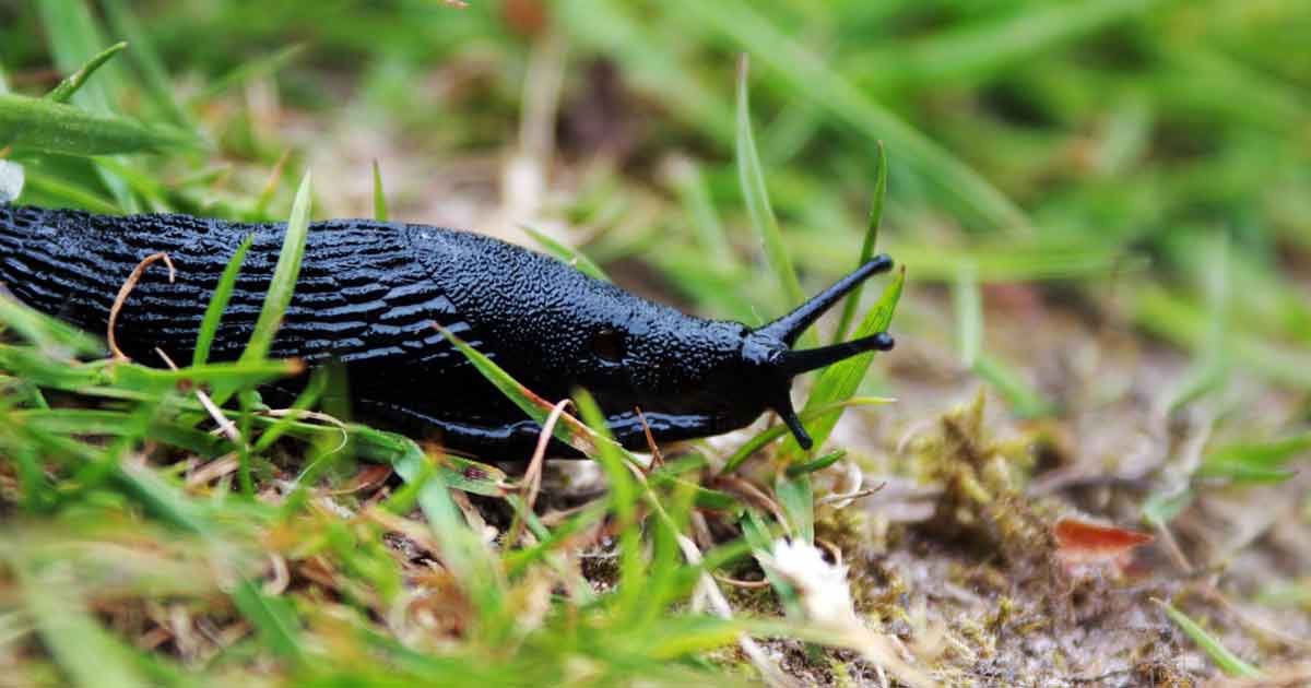 Dogs may be attracted to snail and slug metaldehyde baits.