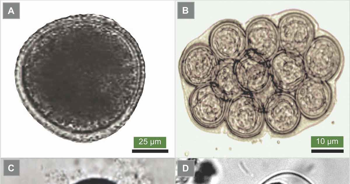 Figure 1. The eggs of Toxocara canis (1a), the common roundworm of dogs; Dipylidium caninum (1b), the common intestinal tapeworm of dogs and cats, also known as flea tapeworm; Echinococcus species (1c), the dwarf tapeworm; and the dog hookworm Ancylostoma caninum (1d).