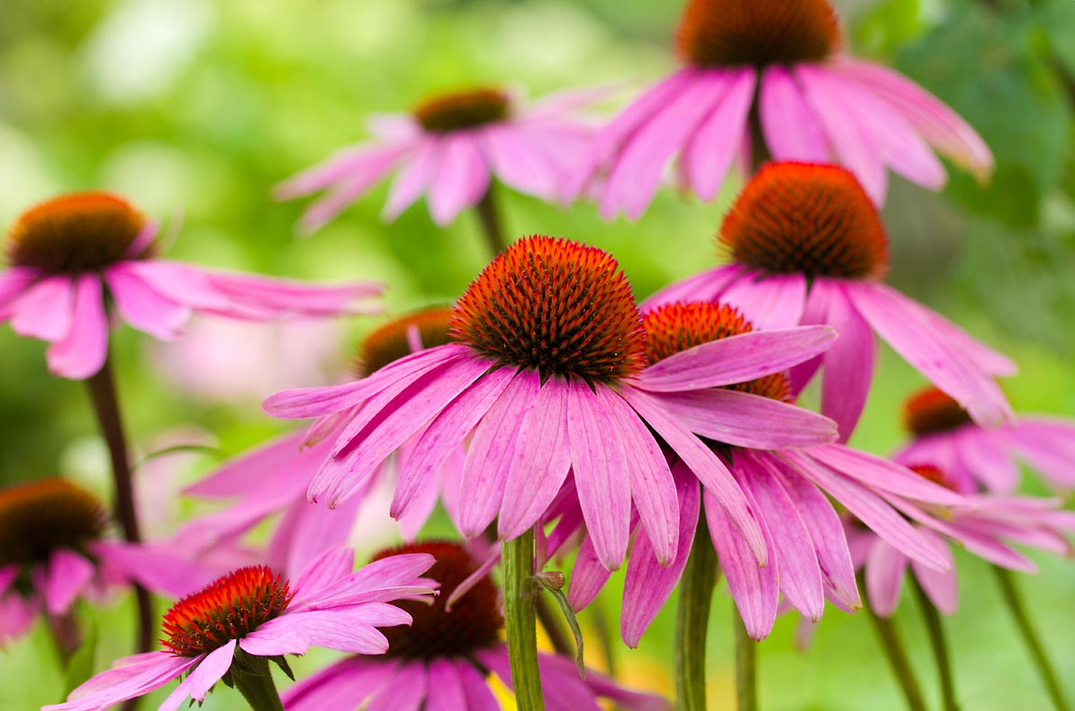 Echinacea