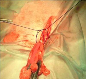 Figure 22 and 23. The constrictor knot being slowly tightened.