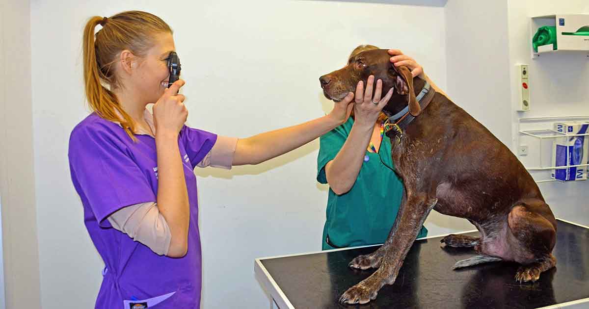 Figure 1. Distant direct ophthalmoscopy. Note the person restraining the patient is positioning the head to look at the examiner by supporting underneath the chin.