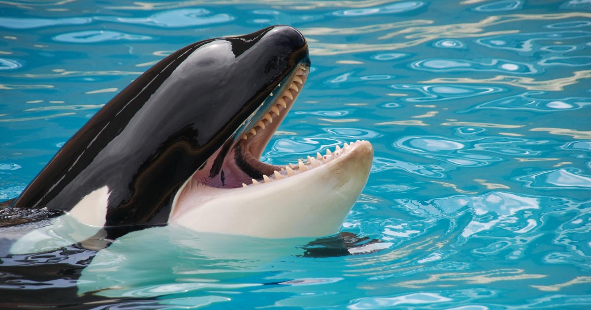 Blue dog and Blackfish