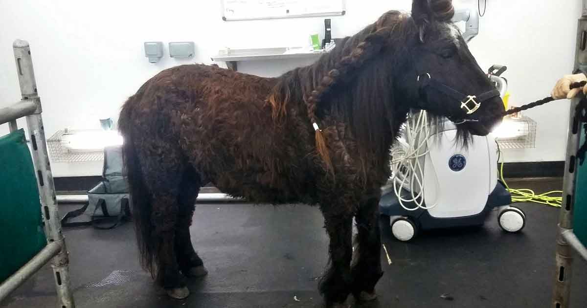 Figure 1. An 18-year-old Shetland pony gelding with generalised hypertrichosis and chronic laminitis consistent with pituitary pars intermedia dysfunction.