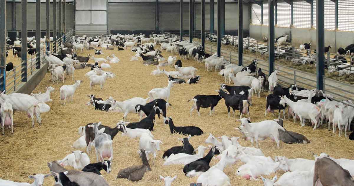 Figure 1. A typical large UK commercial dairy goat unit.