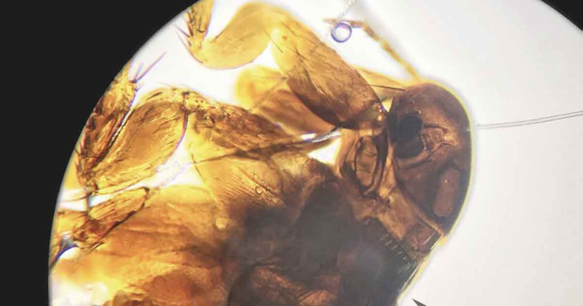 Figure 2. Poultry flea.
