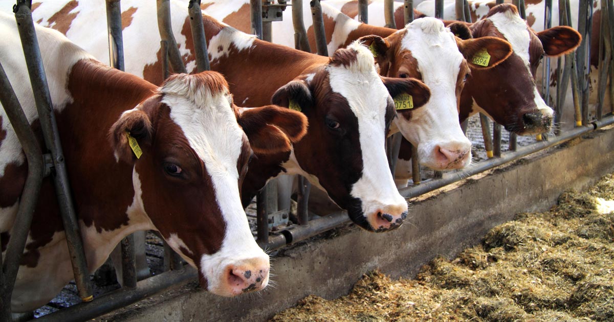 cows