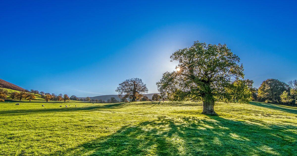 Field in sunshine.