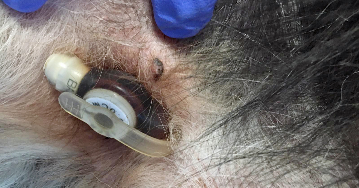 The use of low-profile tubes are much more visually appealing than the large balloon/Foley catheters typically used. Image: Southern Counties Veterinary Specialists.