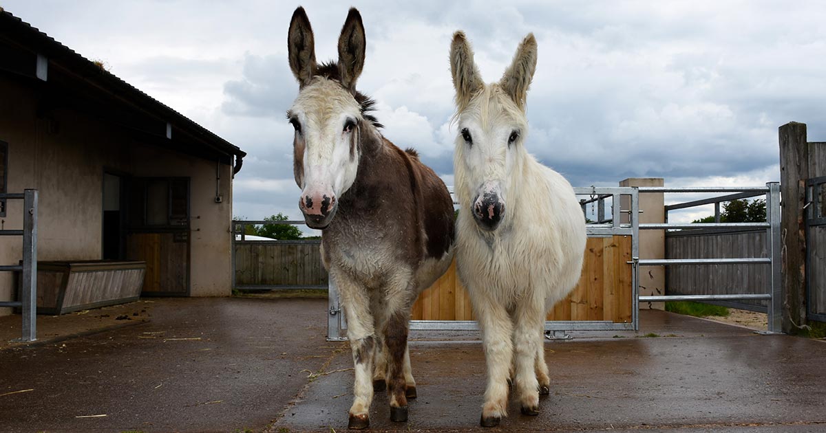 Snowdrop (right) and Marble were relinquished into the care of The Donkey Sanctuary last year. Image © The Donkey Sanctuary