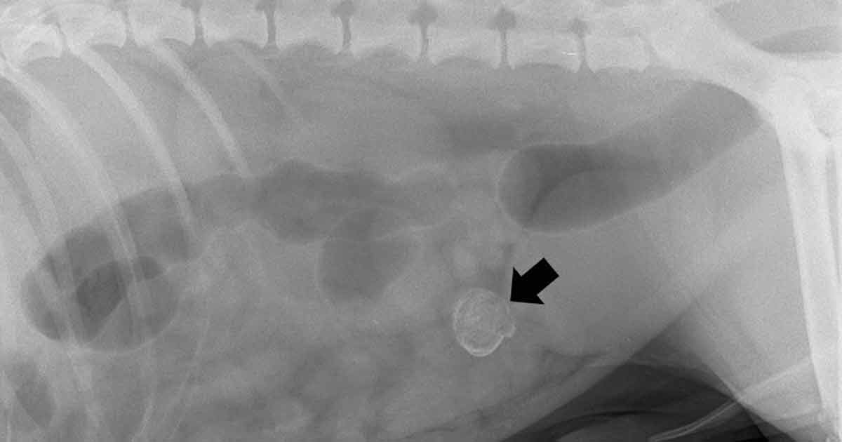 Figure 1a. Left lateral radiograph. An oval, mineralised opacity is present just left of the midline in the caudal abdomen.