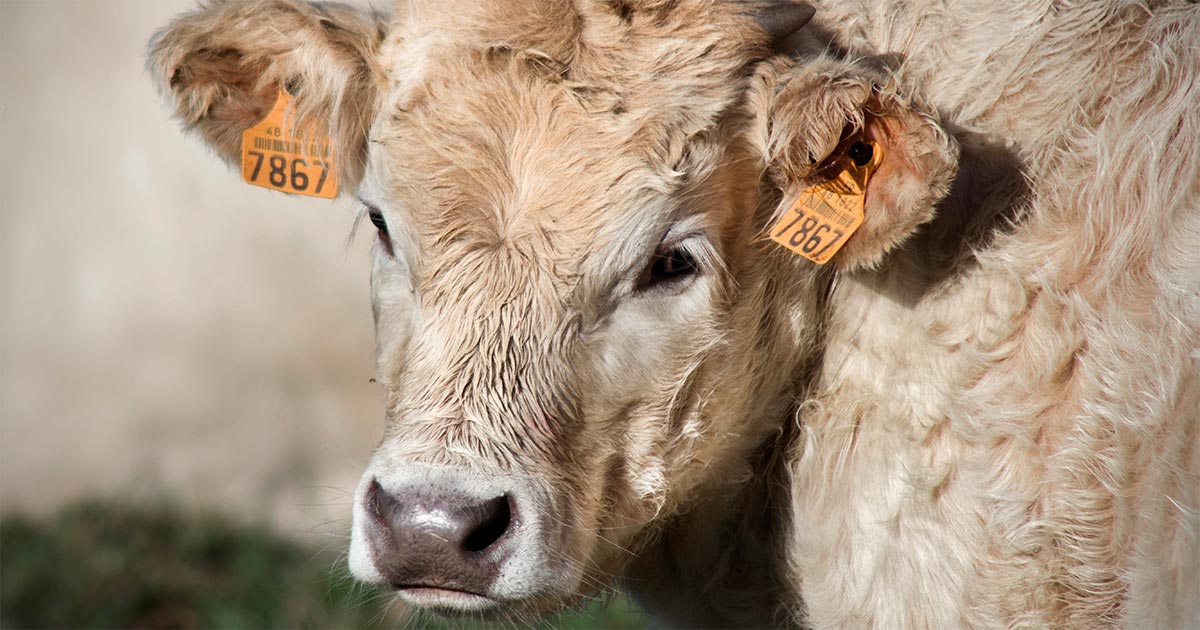 Calf. Image © jackmac34 / Pixabay