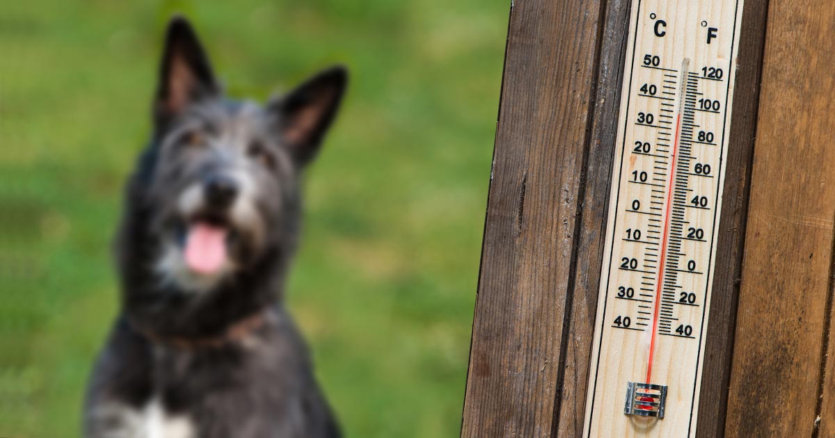 Keeping pets happy in the heat