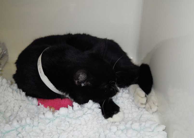 Figure 1b. The same cat in Figure 1a after appropriate analgesia, showing an improved, more comfortable posture and willingness to rest and sleep.