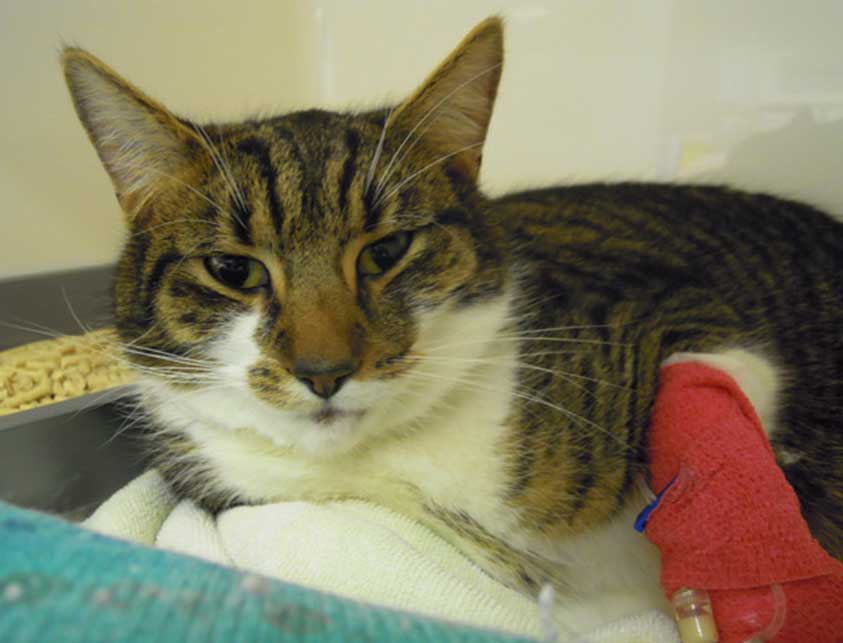 Figure 1c. Facial expression of a cat with a high pain score. Note the dilated pupils, closed eyes and tense muzzle.