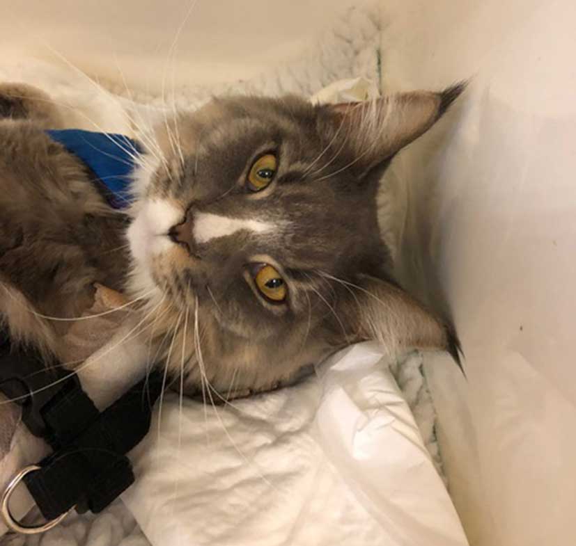 Figure 1d. Facial expression of a cat with a low pain score. Note the open eyes, forward ears and relaxed muzzle.