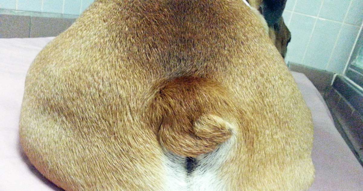 Figure 1. Screw tail in a bulldog. The deviation of the terminal coccygeal vertebrae and tail deformation result in tail skin folds. Image: AHT.