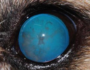 Figures 3a-3d. States of progression. 3b. Immature: partial cataract (greater than 15% of lens is affected, but tapetal reflex remains visible); broad category so vision compromised to a varying degree.