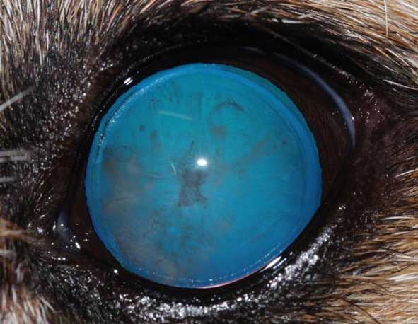 Figures 3a-3d. States of progression. 3b. Immature: partial cataract (greater than 15% of lens is affected, but tapetal reflex remains visible); broad category so vision compromised to a varying degree.