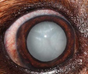 Figures 3a-3d. States of progression. 3c. Mature: complete cataract; regular anterior lens capsule; regular anterior lens capsule; no tapetal reflex visiblel loss of vision).