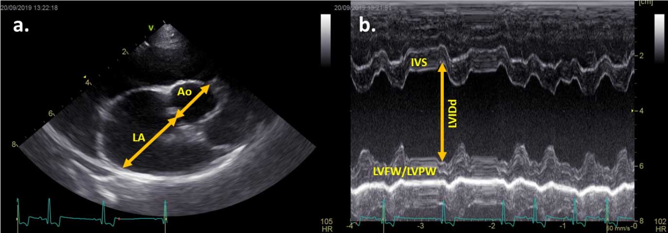 Canine mitral valve disease, atrial fibrillation and congenital defects