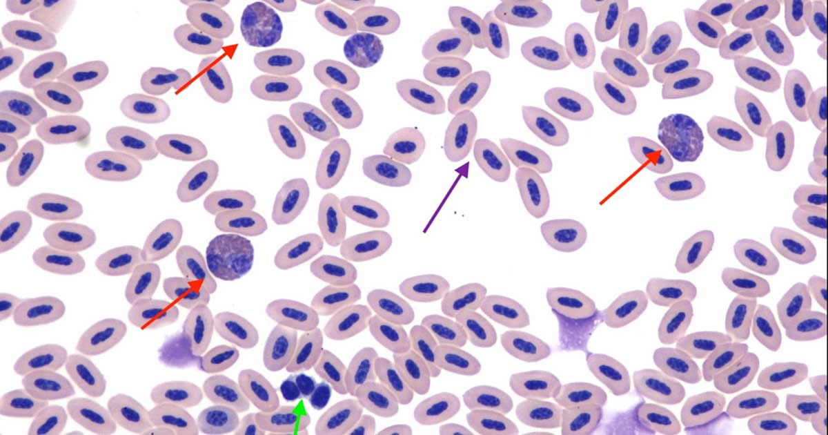 Figure 1. Blood smear. Inset: (a) heterophil; (b) eosinophil.