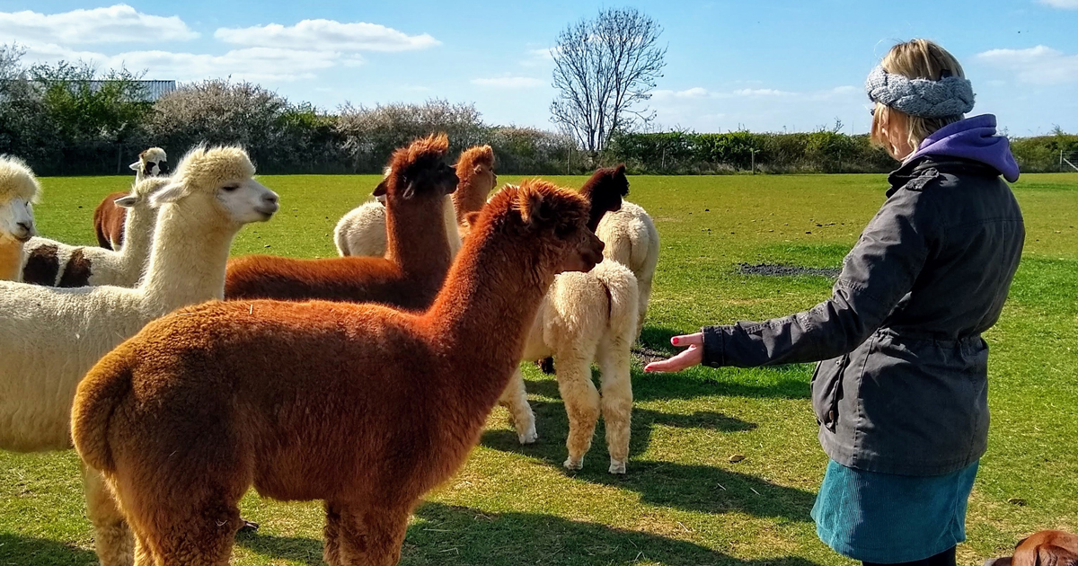 Rebecca offering reiki to alpacas.
