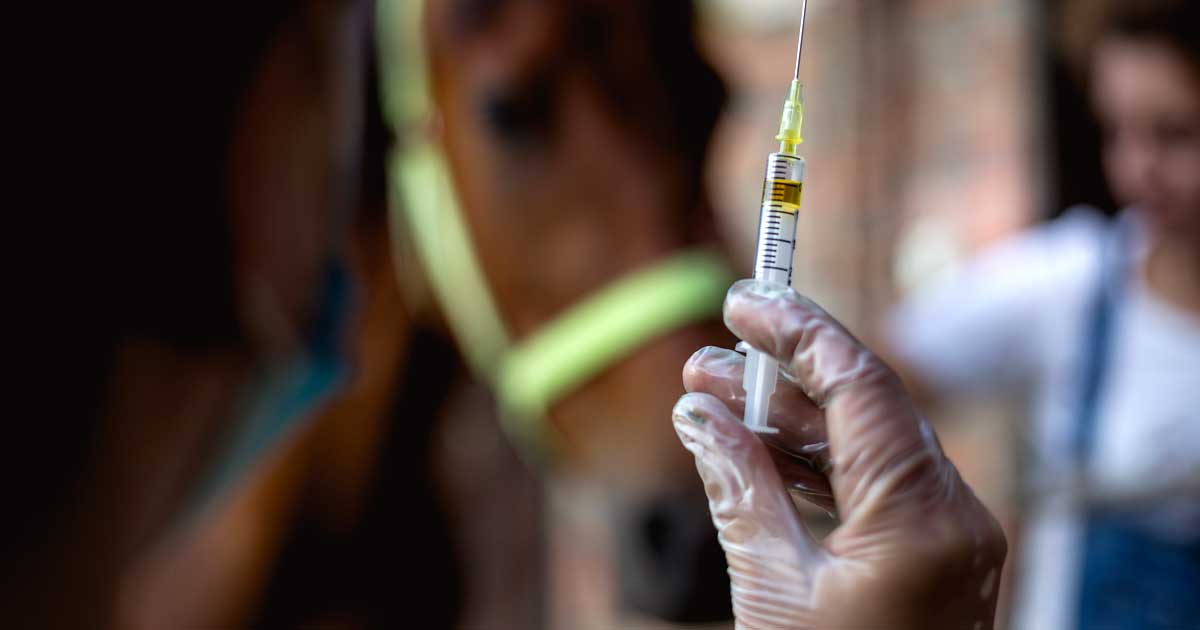 equine vaccination vaccine horseImage: romul014 / Adobe Stock