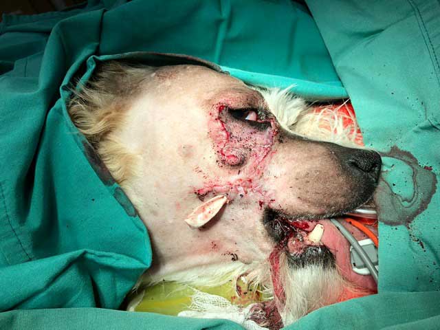 Figure 7. Immediate postoperative appearance.