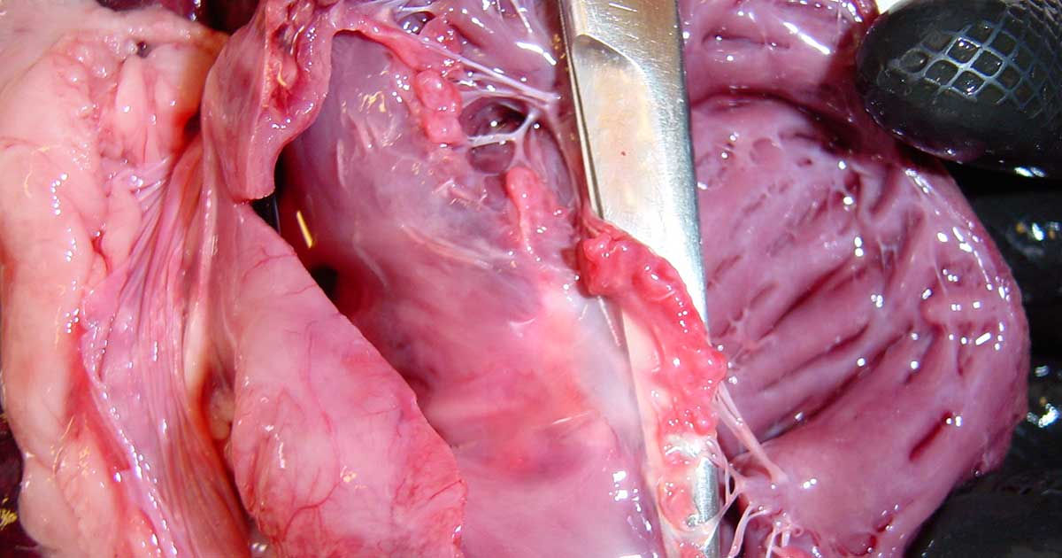 Figure 1. Postmortem specimen from a dog showing changes consistent with myxomatous mitral valve disease. The mitral valve leaflets are lifted by the surgical scissors, and appear thickened and distorted, with nodules merging on the free edges. Chordae tendineae are also affected, and appear elongated and thickened.