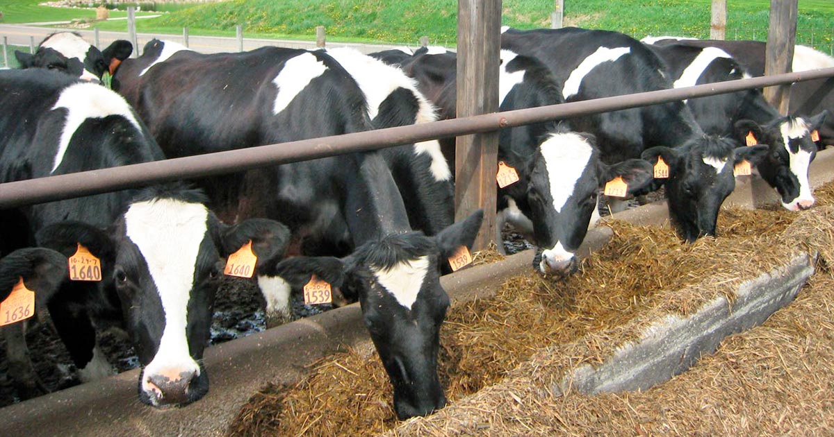 Cattle. Image © PublicDomainPictures / Pixabay