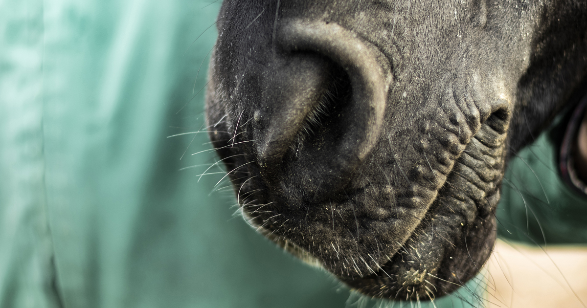 Horse's nose.