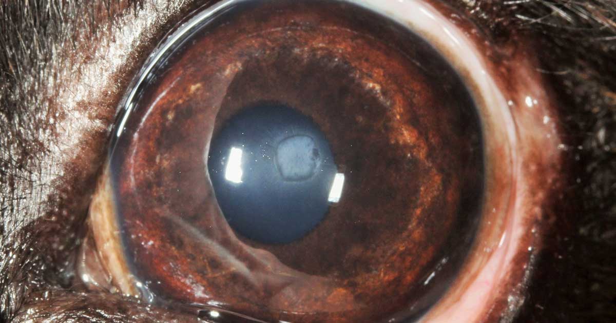 Corneal cross linking Ana Bach.