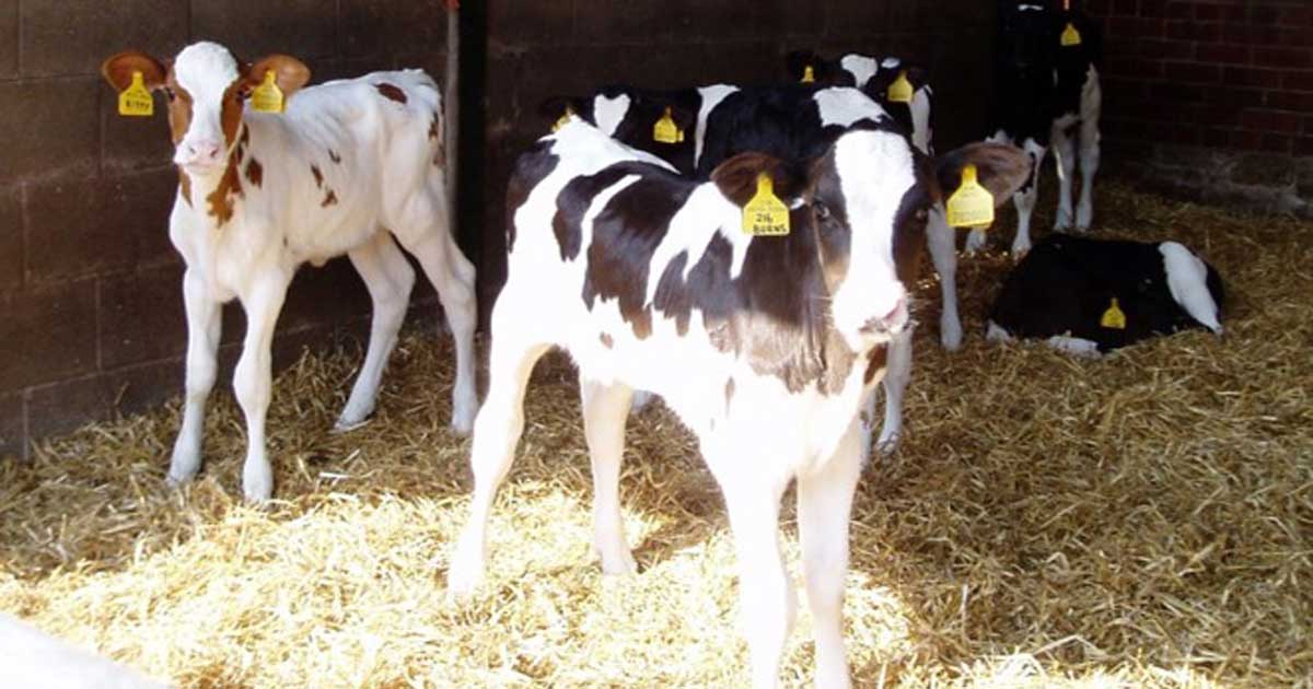 Figure 2b. PI calves can look entirely normal and reach adulthood undetected.