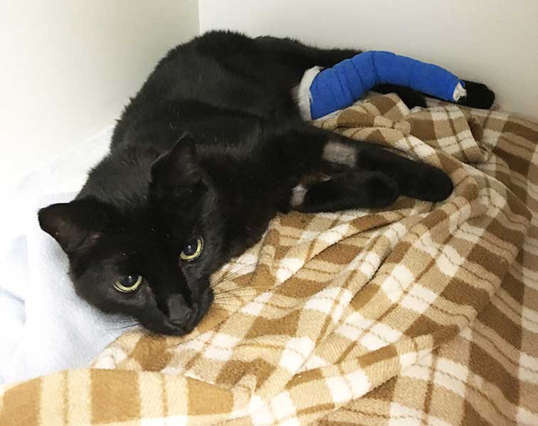 Nursing a cat with a fracture can be rewarding.