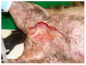 When a wound is not healing, you may hear different opinions on what to do next – which one is right?