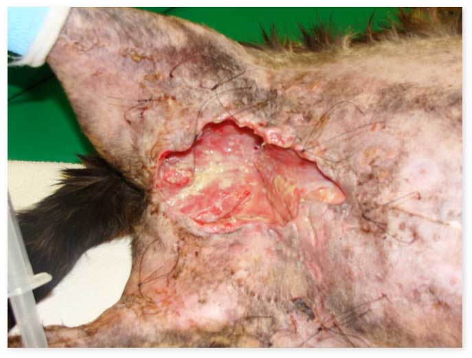 When a wound is not healing, you may hear different opinions on what to do next – which one is right?