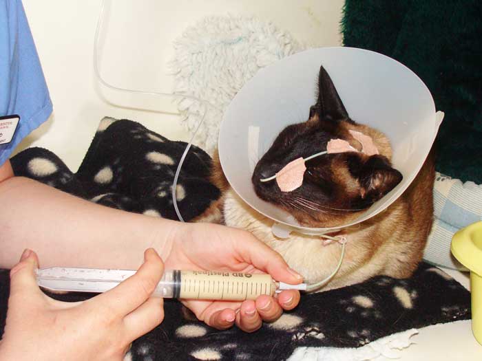 Are you placing feeding tubes in your clinic and confident managing them?